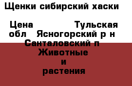 Щенки сибирский хаски › Цена ­ 11 000 - Тульская обл., Ясногорский р-н, Санталовский п. Животные и растения » Собаки   . Тульская обл.